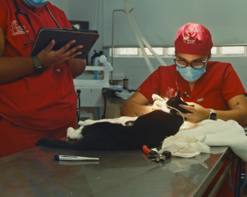 Clínica veterinaria especializada