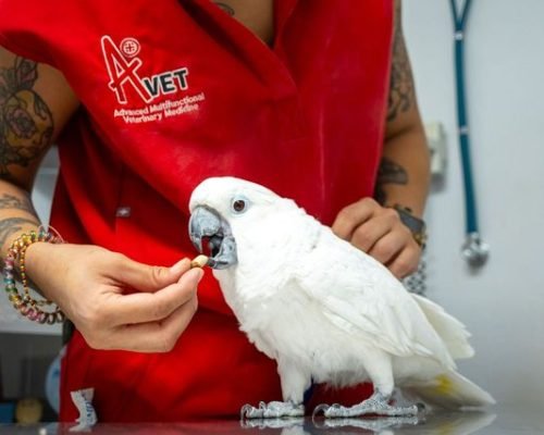 Cuidado veterinario de animales pequeños