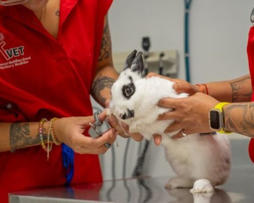 Cuidado veterinario de animales pequeños (2)