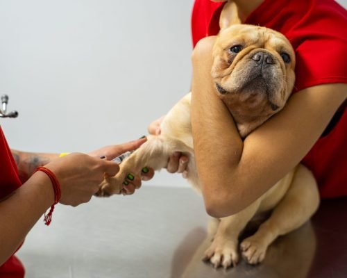 Rehabilitación veterinaria y fisioterapia para mascotas
